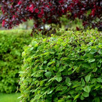 Caring for Hornbeam Hedging: A Guide