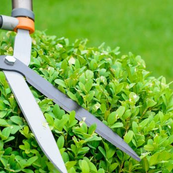 The Ultimate Guide to Trimming Hedges