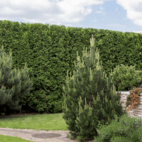 Top 10 Evergreen Hedges for Privacy and Ornamental Purposes
