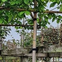 A Complete Guide to Pleached Trees