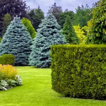 A Guide to Different Types of Hedging Plants