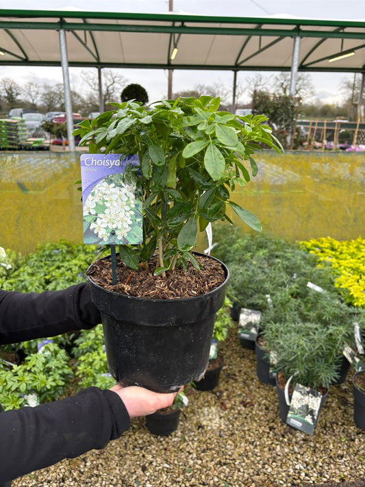 Choisya Ternata 5 Litre Pot Grown