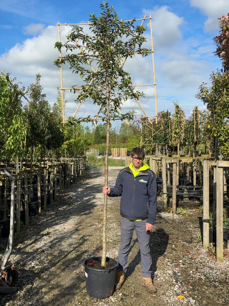 Prunus Lusitanica Brenelia Pleached 180cm St 120x120 8/10cm Girth