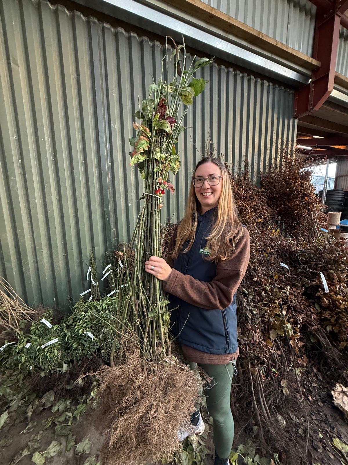 Spindle (euonymus) Hedging Bare Root 60-100 cm Delivery from November