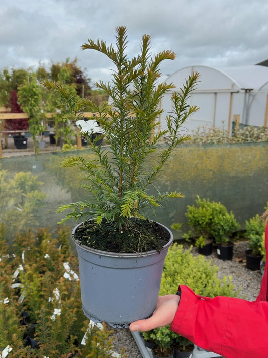 Yew Hedging 3 Litre Pot 30-35 cm