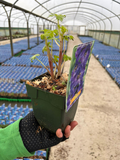 Delphinium Black Knight 11cm Pot