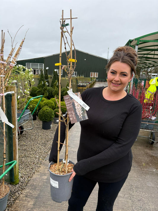Wisteria Sinensis Alba 4 Litre Pot