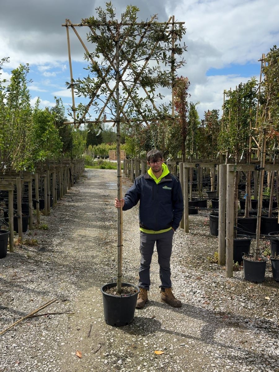 Quercus Ilex Pleached - Evergreen Oak 180cm ST 120cm x120 cm Frame
