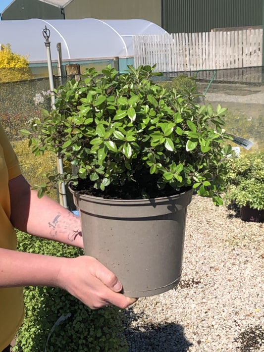 Pittosporum Pom Pom 5 Litre Pot