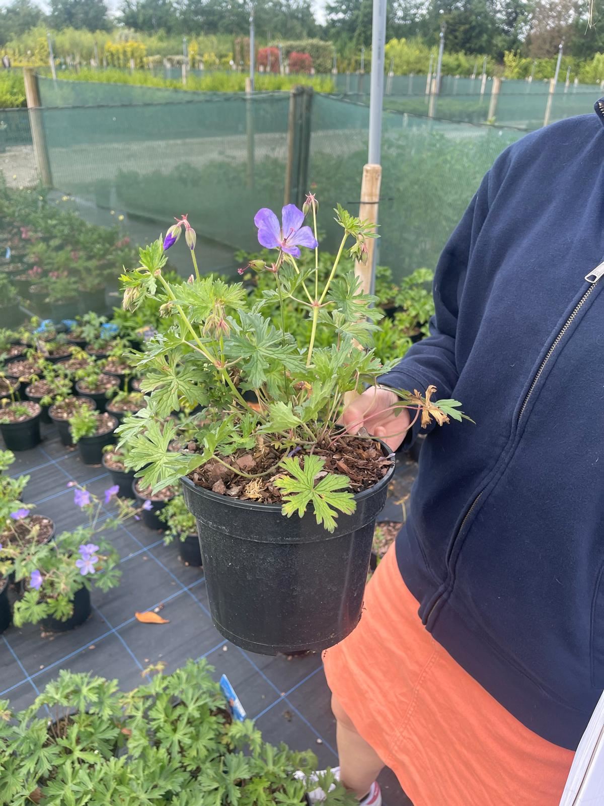 Geranium Brookside 2 Litre Pot