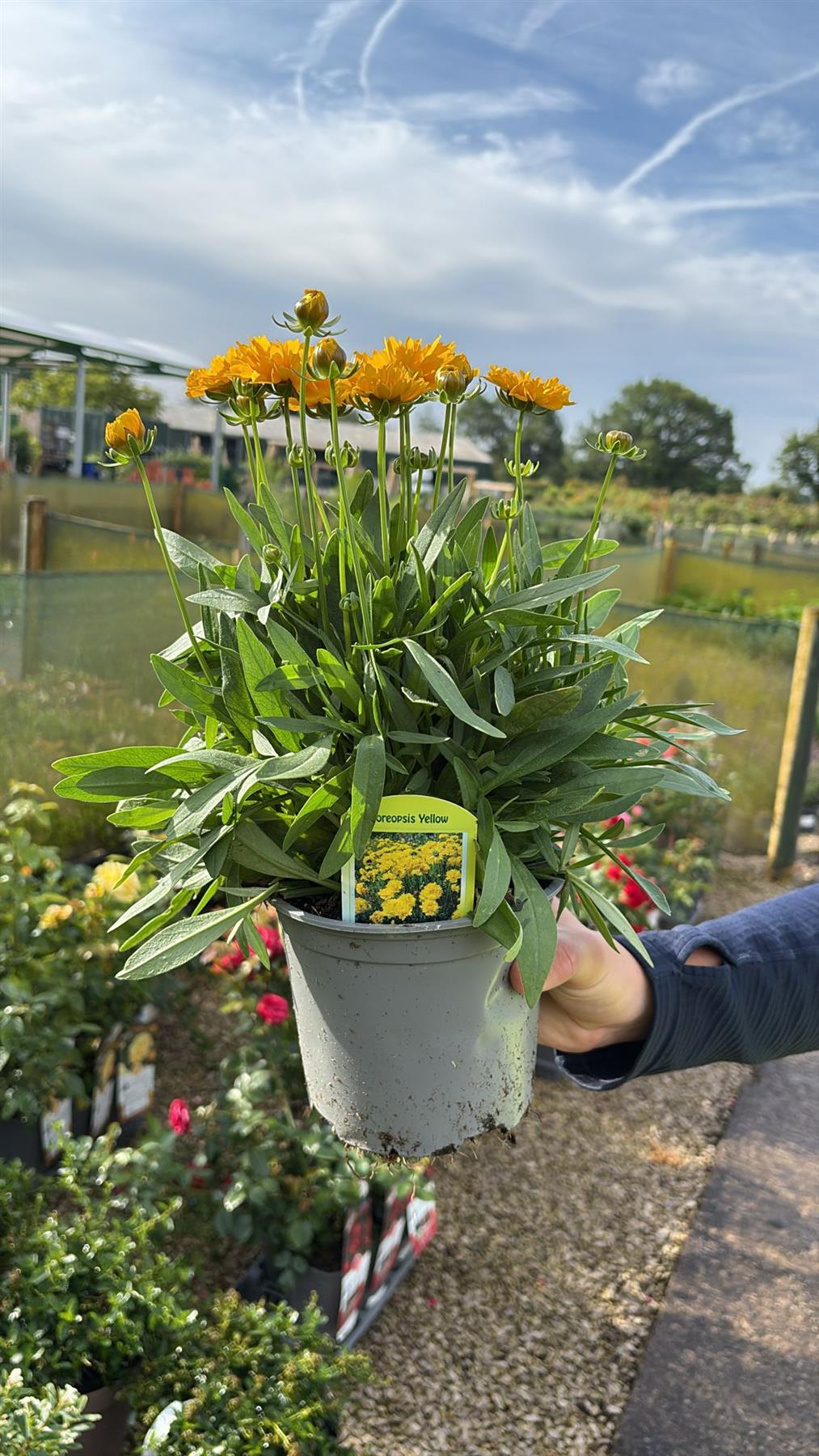 Coreopsis Presto 1.5 Litre Pot