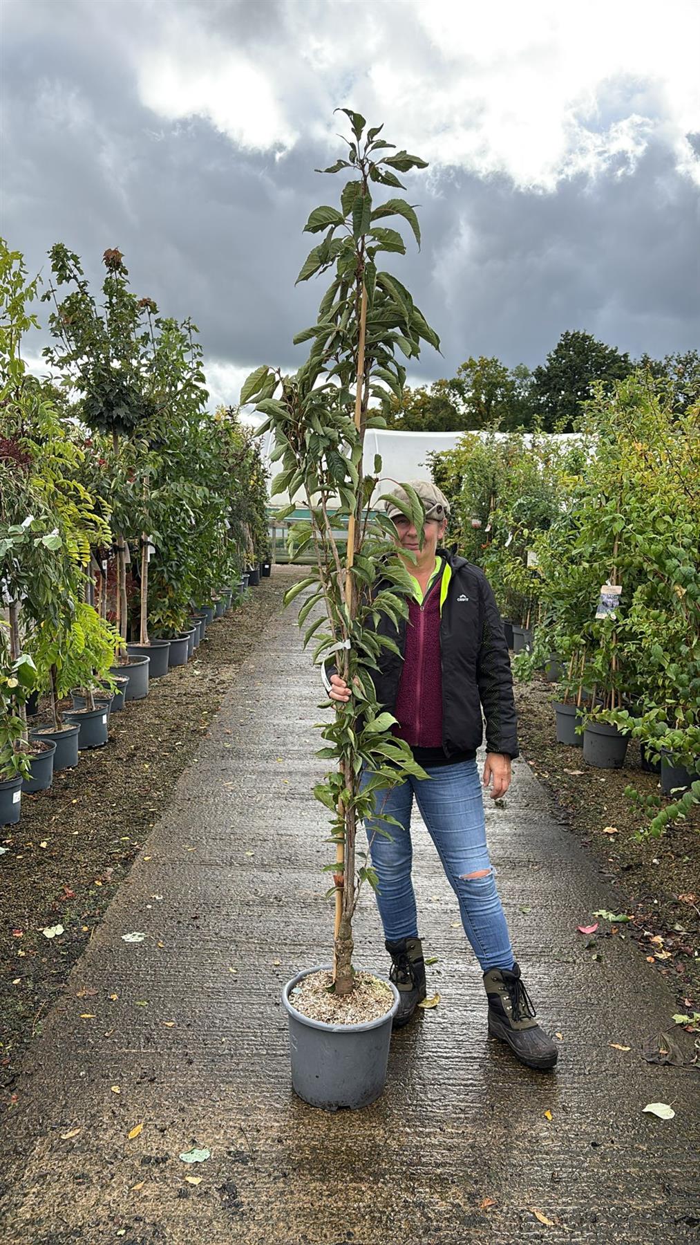 Prunus Serrulata Amanogawa 15 Litre Pot