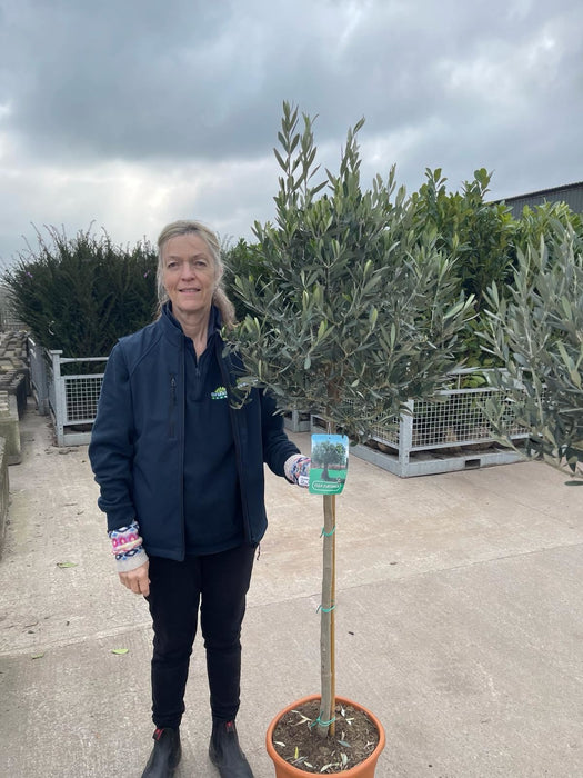 Olea Europea - Olive 1/2 Standard 18 Litre Pot 85/90 cm Stem