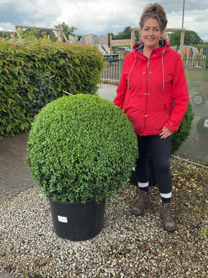 Buxus Ball 50 Litre Pot 80-85cm Diameter