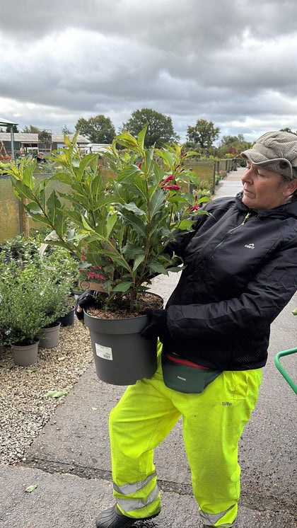 Weigela Red Prince 3 Litre Pot