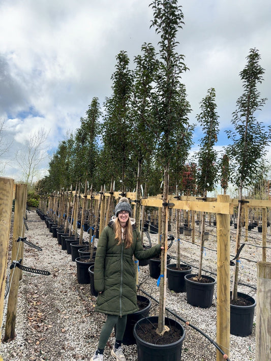 Prunus Lusitanica Brenelia 12-14cm Girth Full Standard 180cm Stem