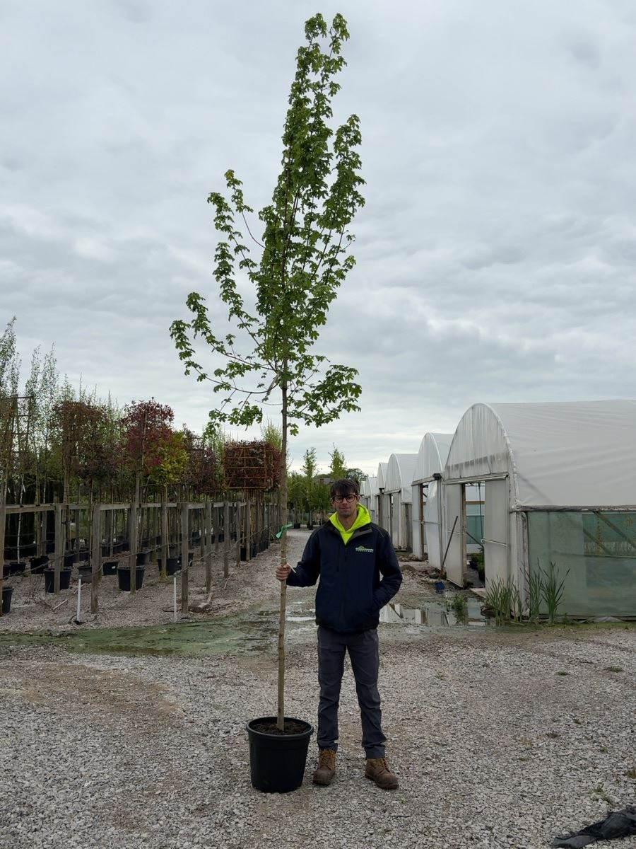 Acer camp. Elsrijk Std 8-10cm