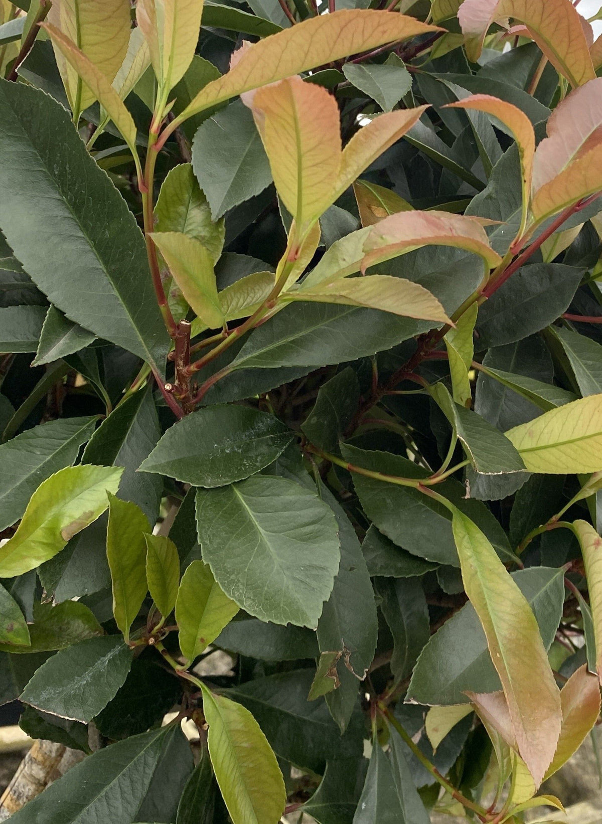 Photinia Red Robin Pleached Standard 8/10cm G, 180cm ST 120x120cm