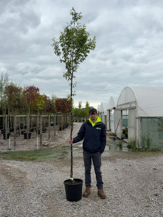 Prunus Serrula Standard 8-10cm Girth Root Ball Delivery From November Onwards