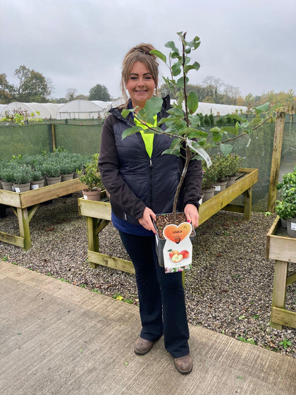 Apple Elstar 5 Litre Pot Patio Fruit