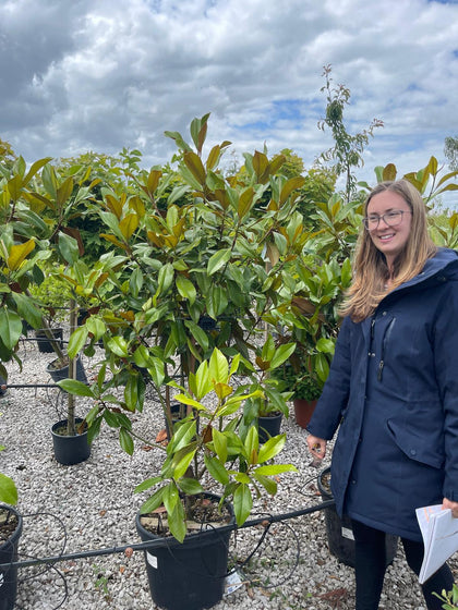 Magnolia Grandiflora Gallisoniensis 35 Litre Pot 100-125cm