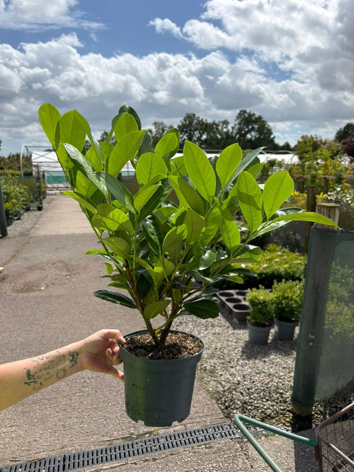 Pallet Deal Cherry Laurel Hedging 3 Litre 60-70cm x 100
