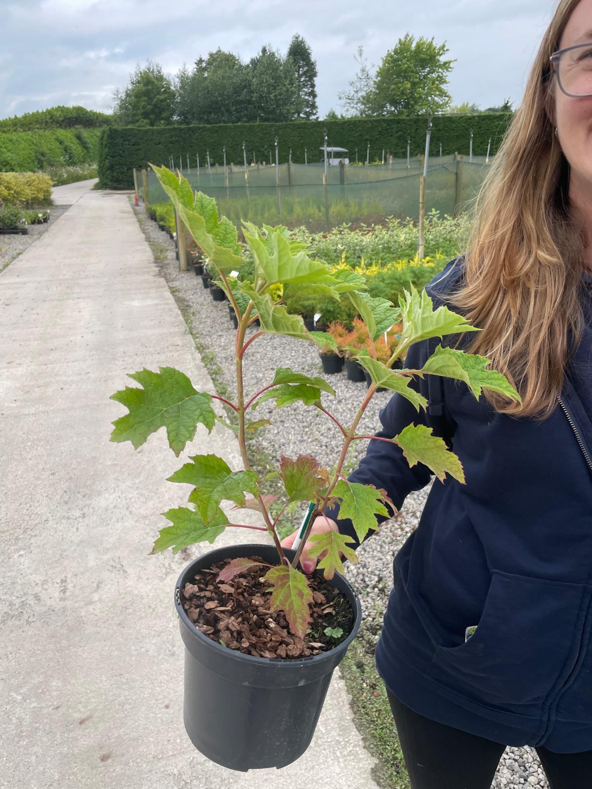 Hydrangea Quercifolia Ruby Slippers 3 Litre Pot
