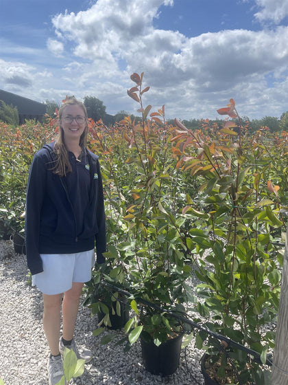 Photinia Red Robin 18 Litre Pot