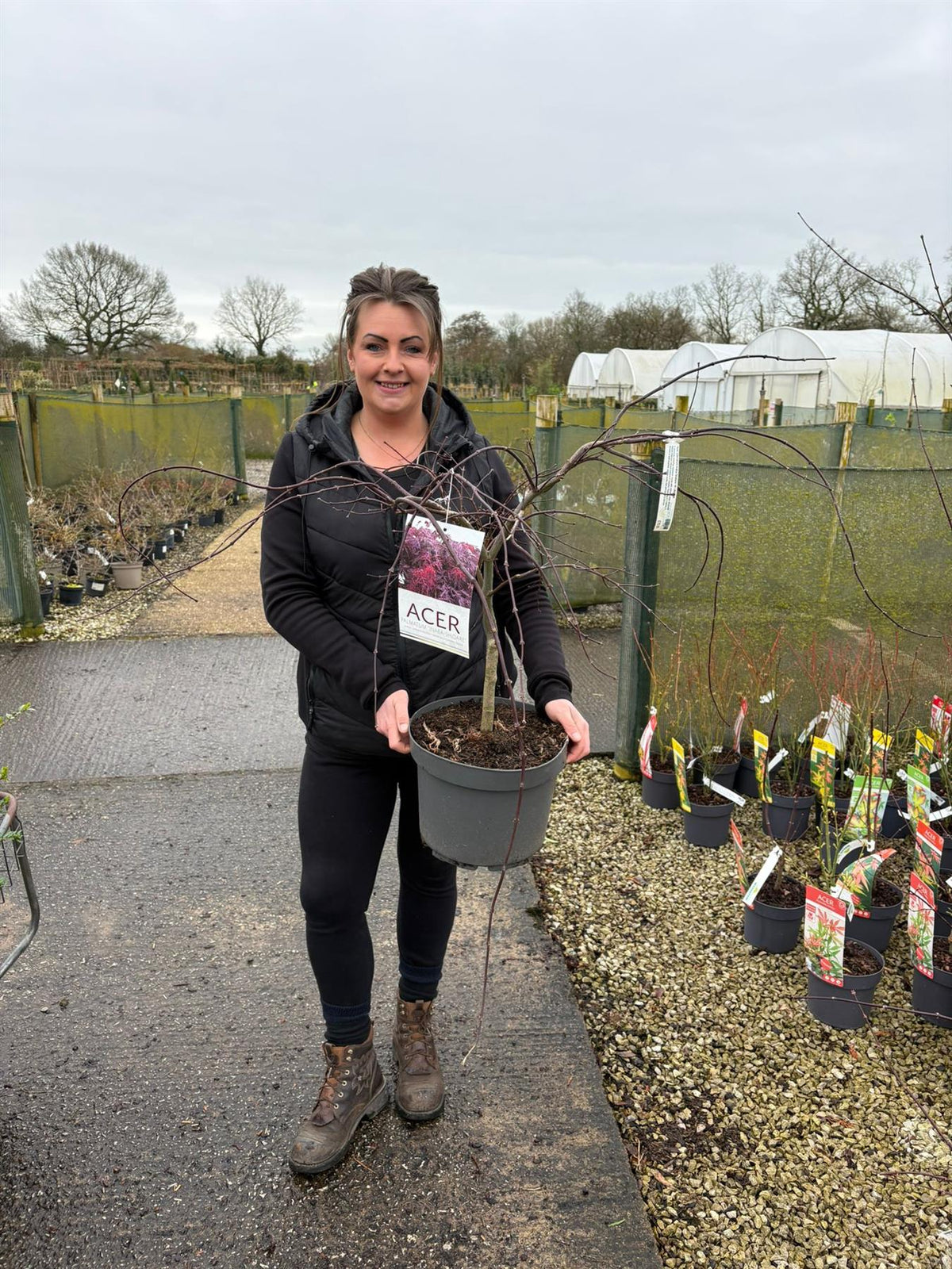 Acer palmatum Inaba Shidare 10 Litre Pot