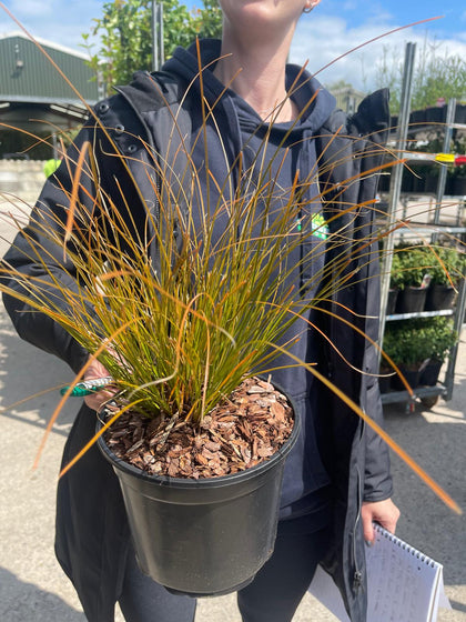 Carex Testacea Prairie Fire 3 Litre
