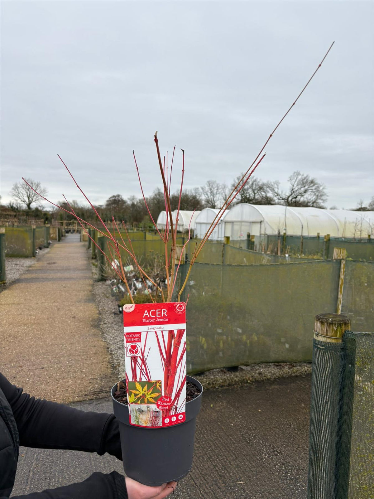 Acer Palmatum Sangokaku 3 Litre Pot