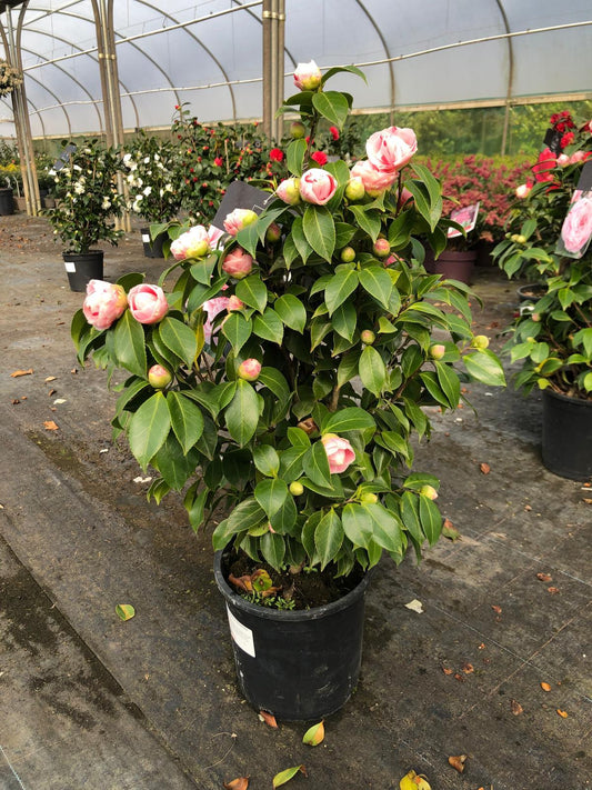Camellia Jap. Bonomiana 9 Litre Pot