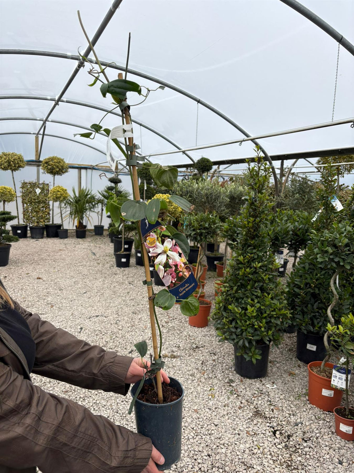 Clematis Armandii Apple Blossom 2 Litre Pot