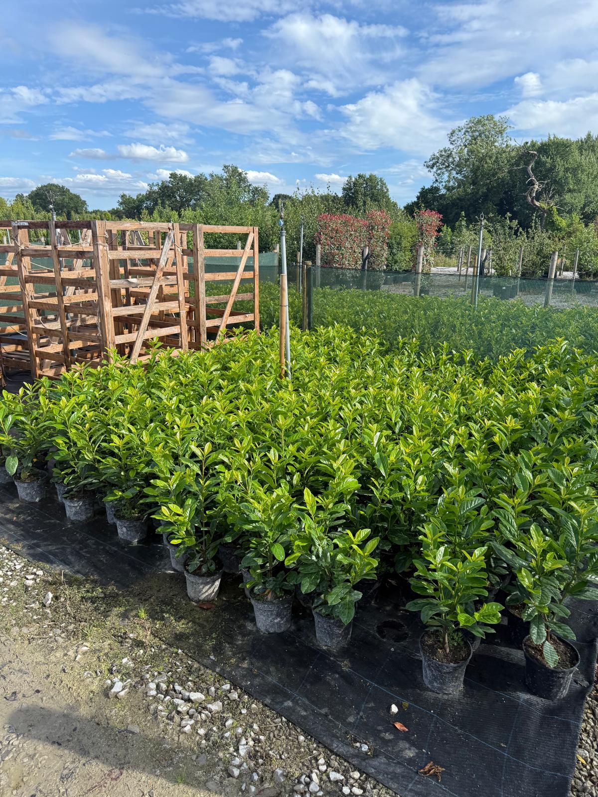 Cherry Laurel Hedging 2.5 Litre 40-50cm