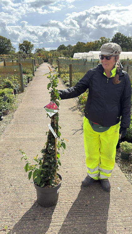 Chaenomeles speciosa Pink Storm 12 Litre Pot 100/25cm