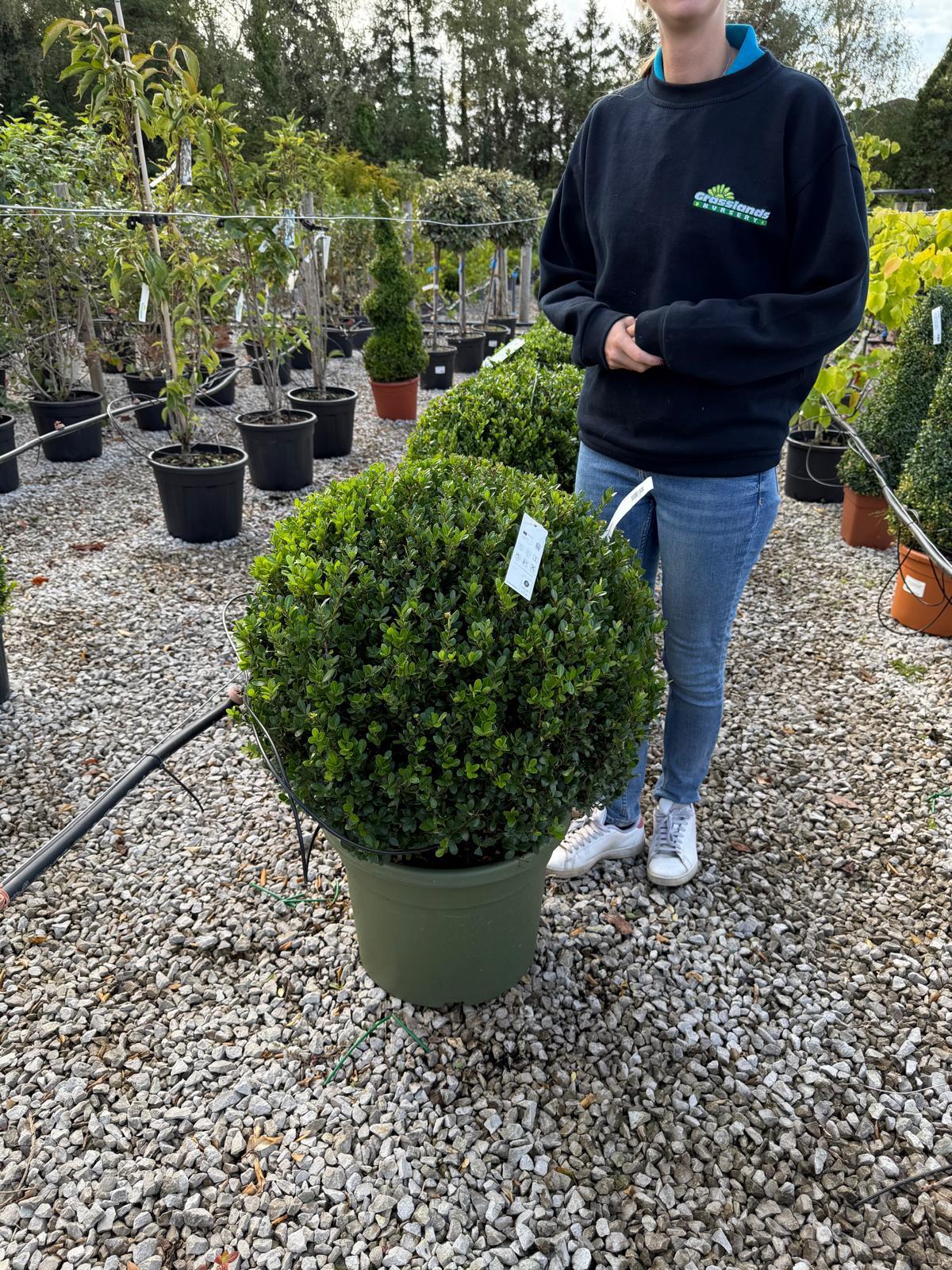 Ilex Crenata Glorie Gem Ball 70cm