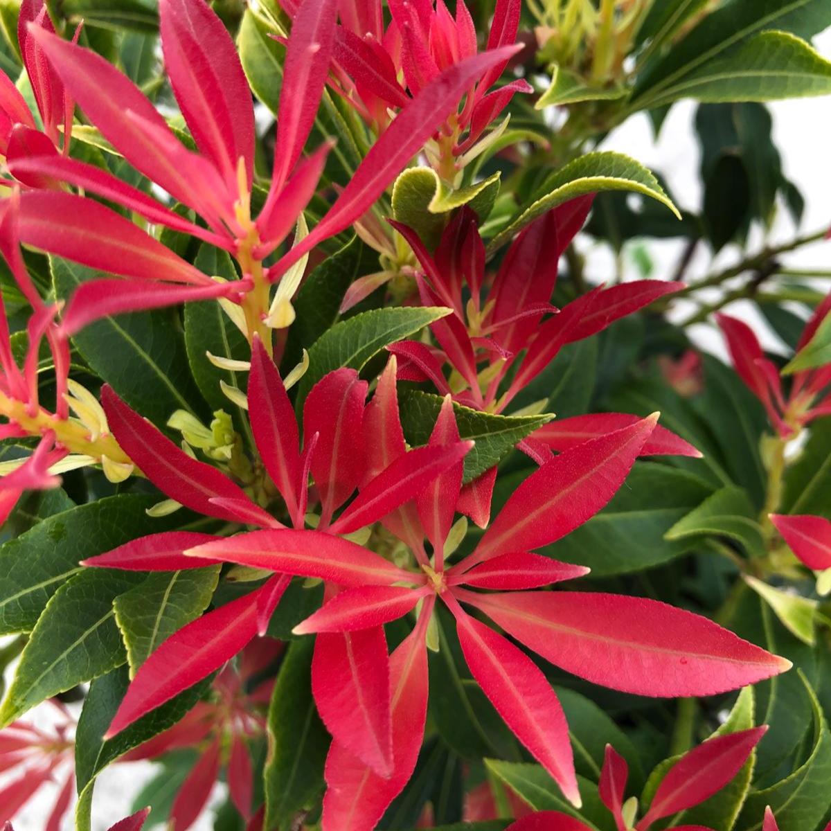 Pieris japonica Forest Flame 4.5 Litre Pot