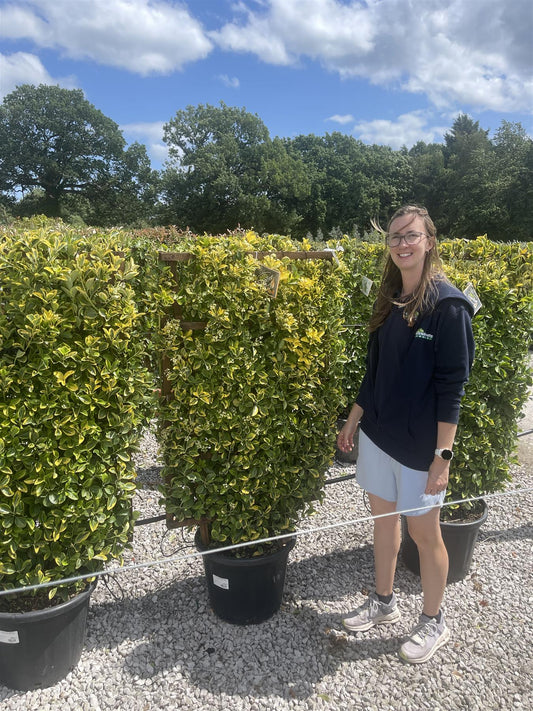 Euonymus japonicus Aureus Pleached Wall Frame 120 x 70cm