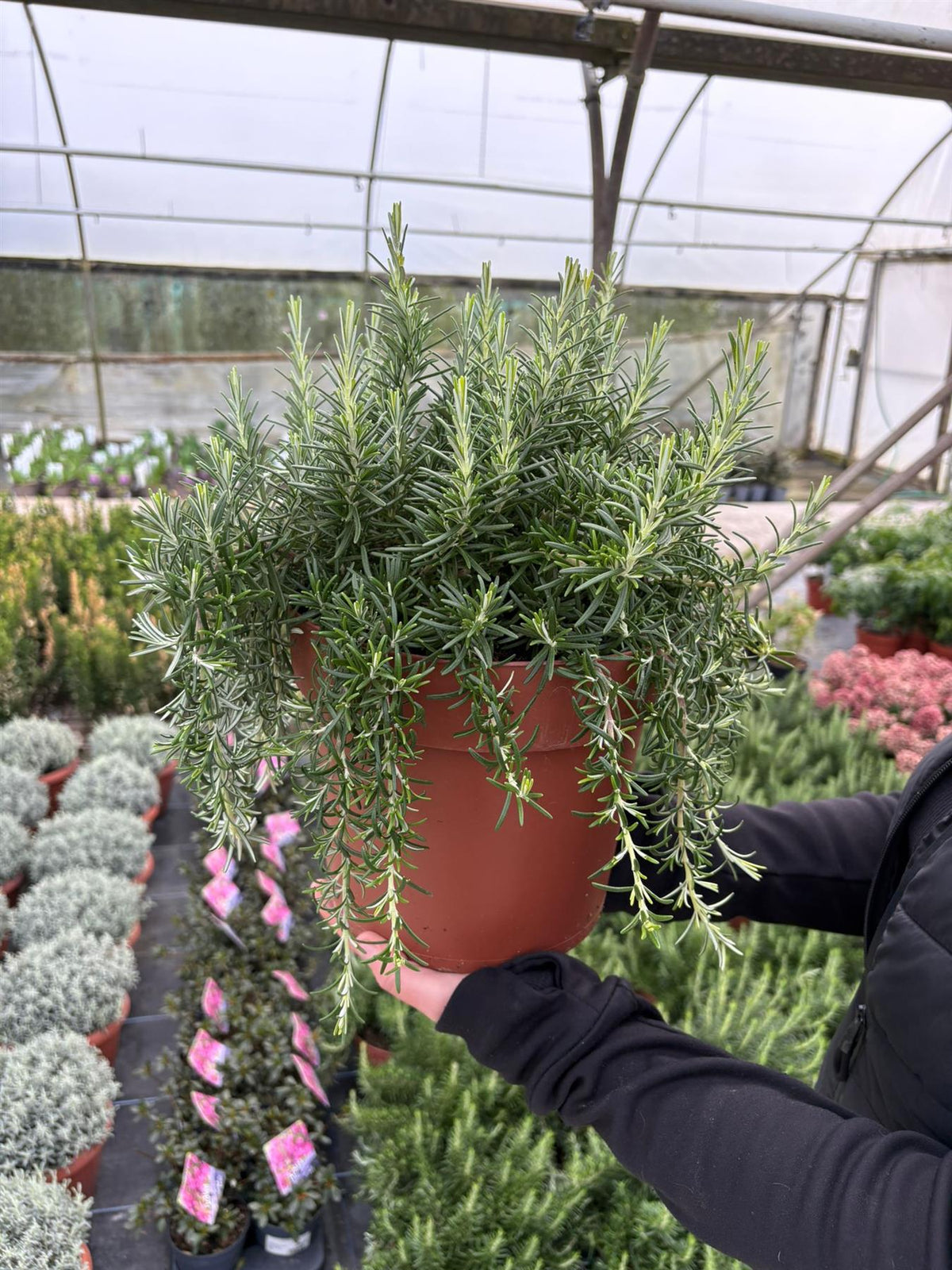Rosmarinus Prostratus 6 Litre Pot