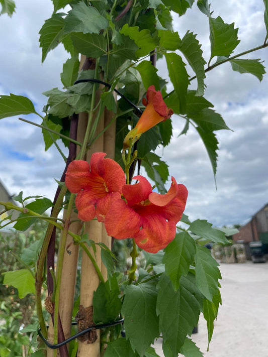 Campsis tag. Mme Galen 20 Litre 200/250cm Tall