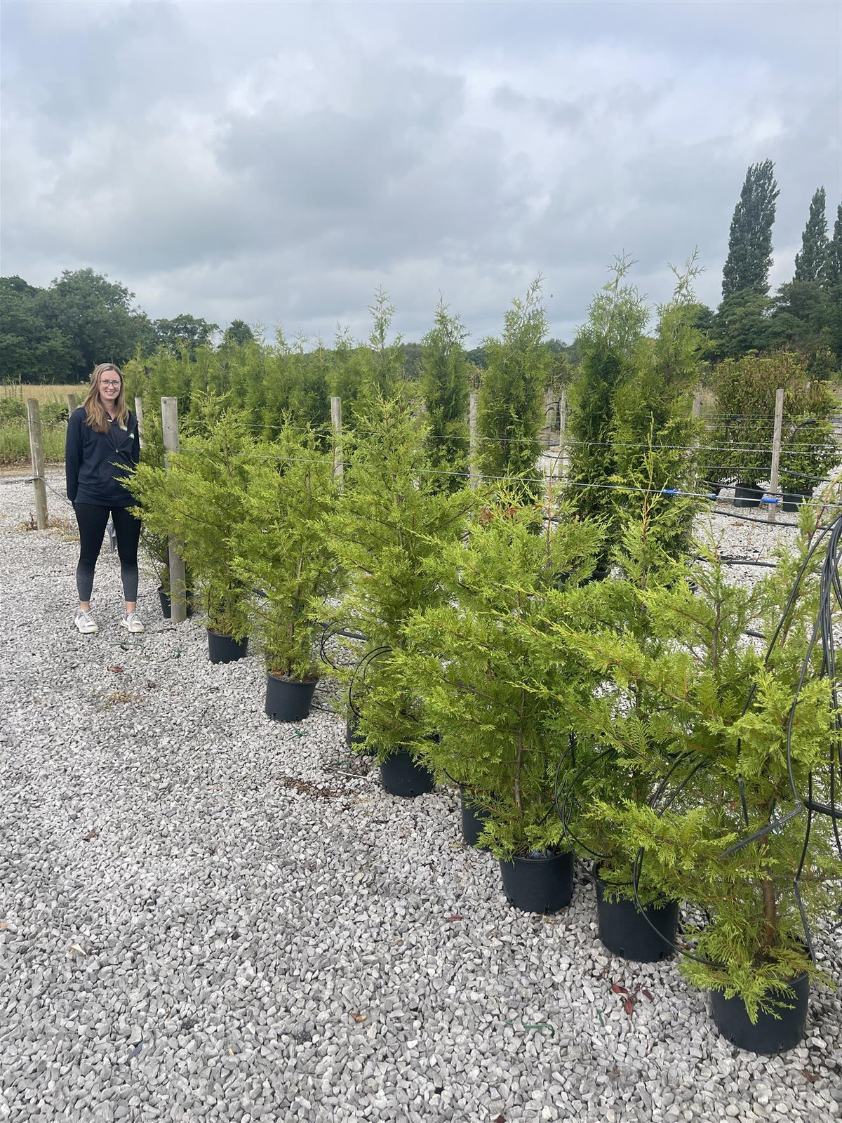 12 x Green Leylandii Hedging 7.5 Litre Pot 110/120cm Sell off