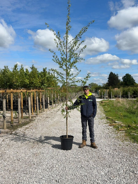 Betula Pendula 6/8cm Girth Std