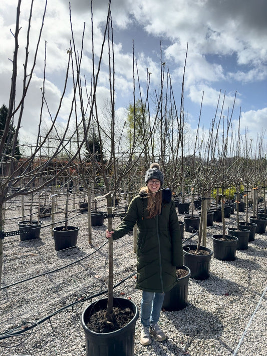 Apple Bramleys Seedling Half Standard 12/14cm Girth