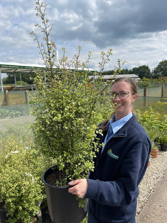 Pittosporum Tenuifolium Cratus 10 Litre Pot