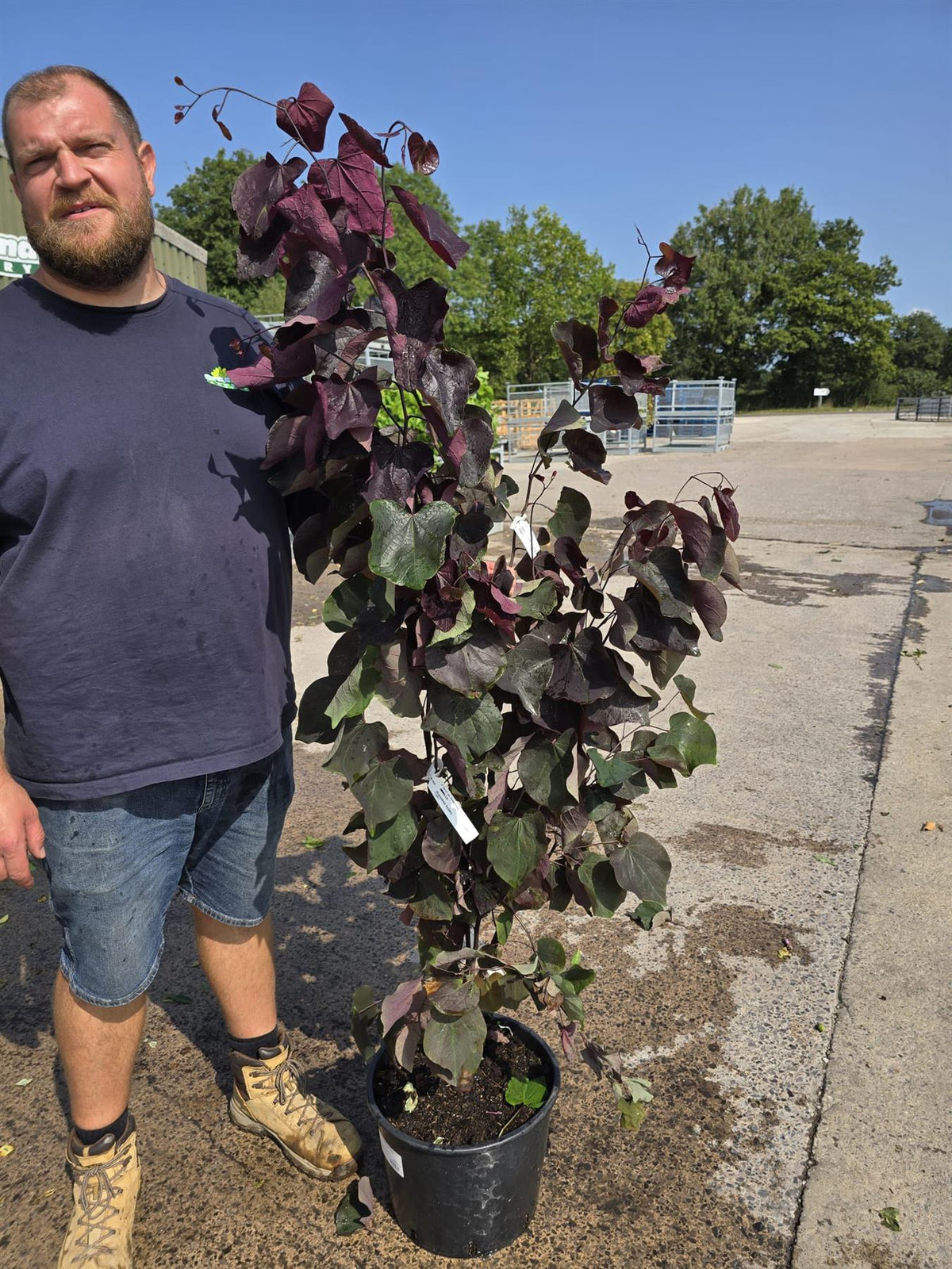 Cercis canadensis Forest Pansy 20 Litre Pot 175/200cm
