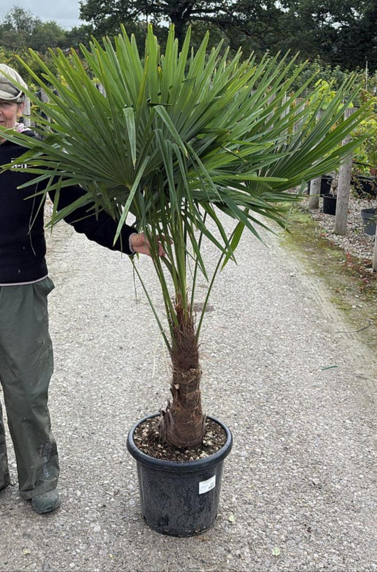 Trachycarpus Fortunei 30 Litre Pot 50/60cm Trunk