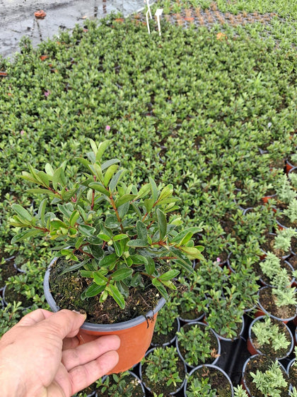 Hebe Marjorie 2 Litre Pot
