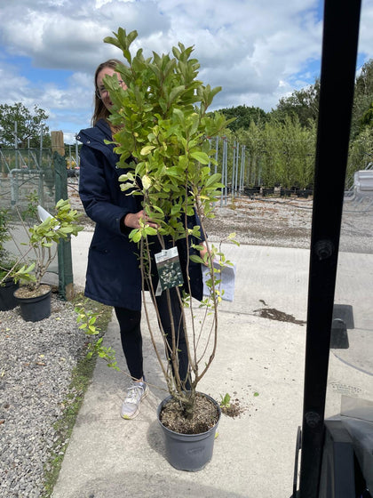 Exochorda serratifolia Snow White 10 Litre Pot