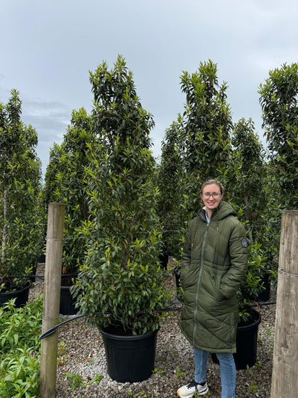 Big Deal Portuguese Laurel Myrtifolia Hedging 220cm 50 Litre Pot x10
