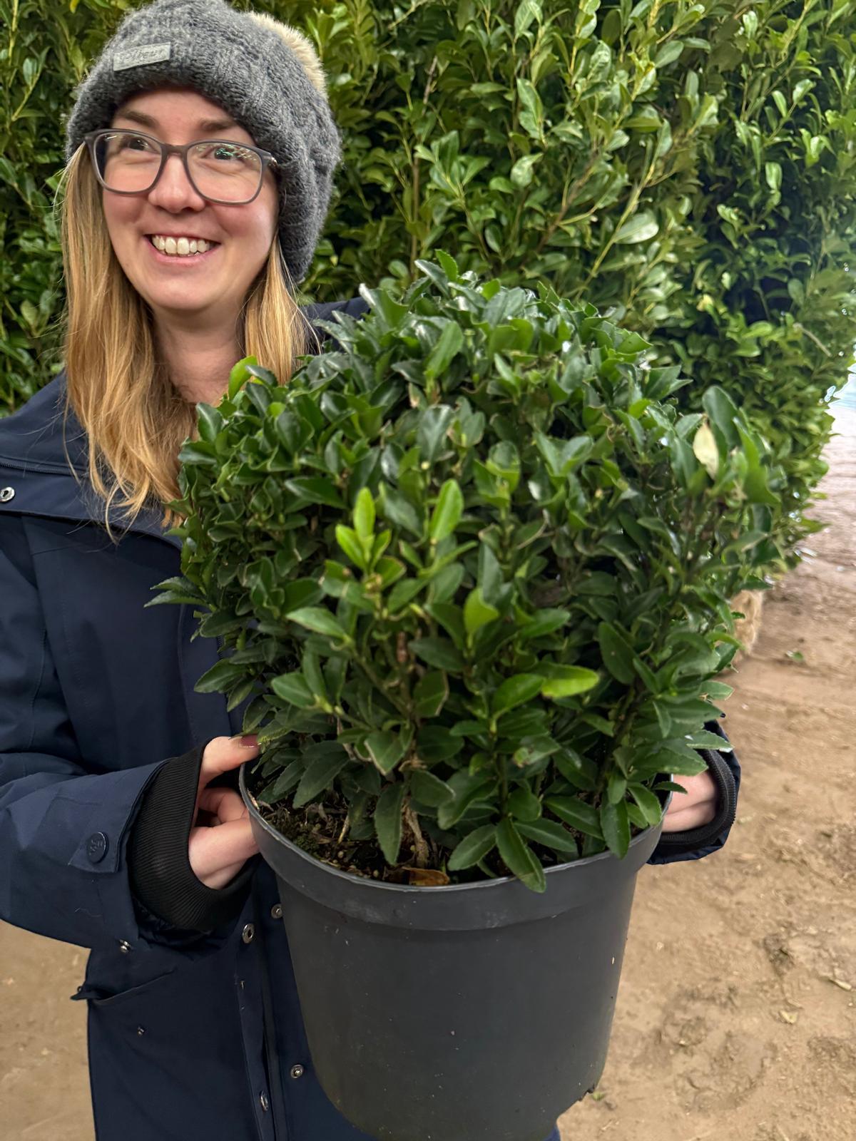 Euonymus Jap. Green Spire Ball 5 Litre Pot 25cm
